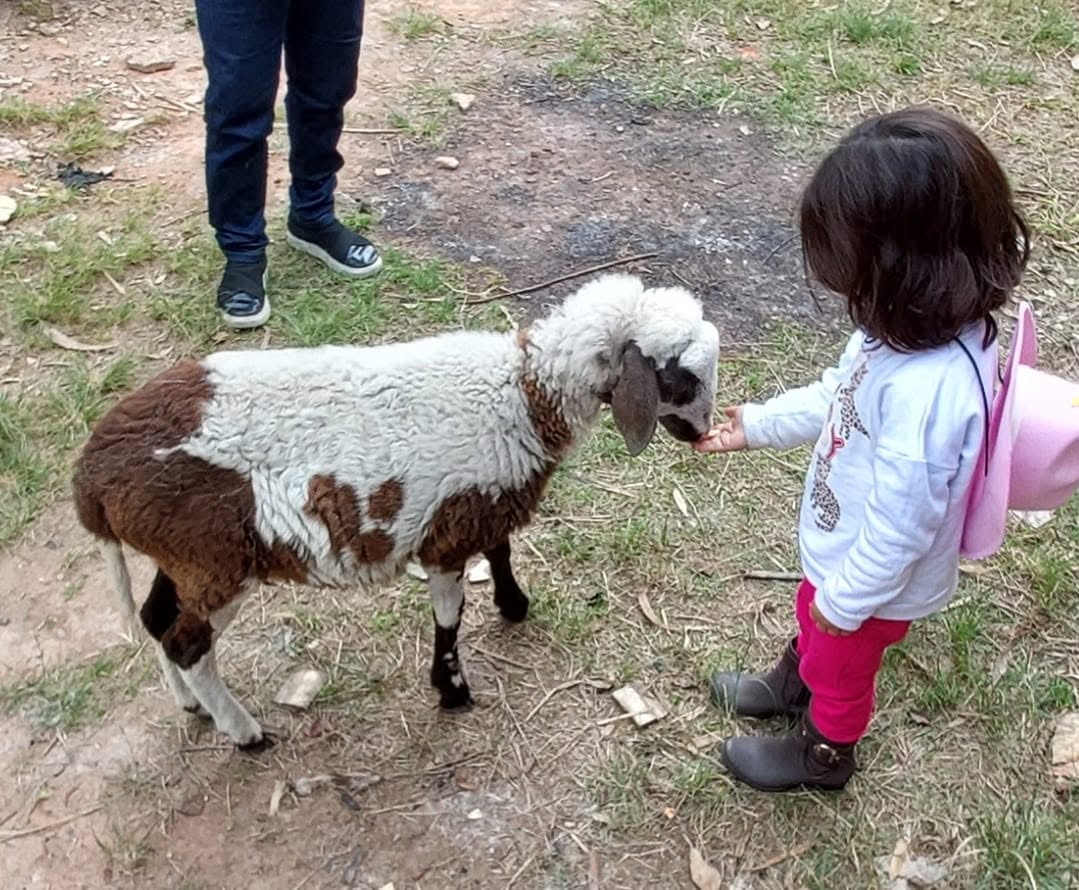 Criança oferecendo ração a uma ovelha do rebanho