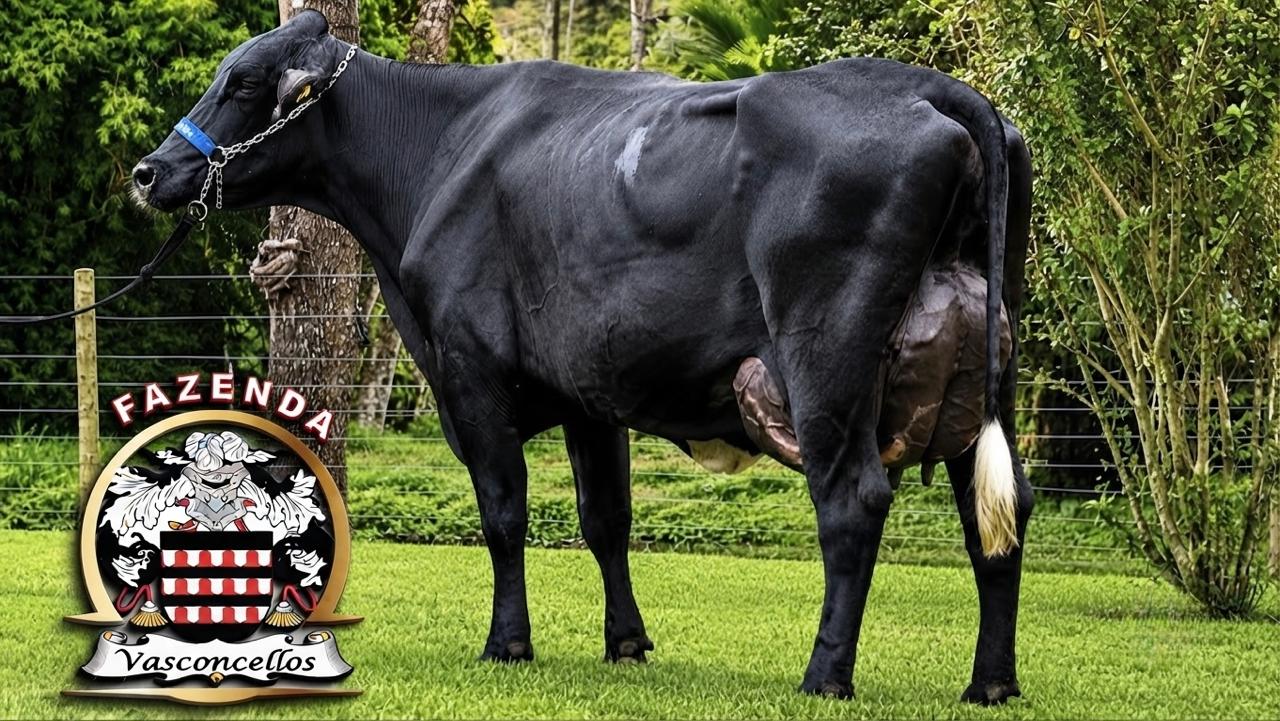 Matriz de elite, Fazenda Vasconcellos
