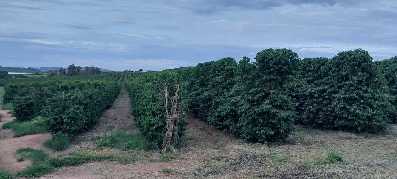Vista panorâmica do cafezal da Fazenda Vasconcellos ao amanhecer