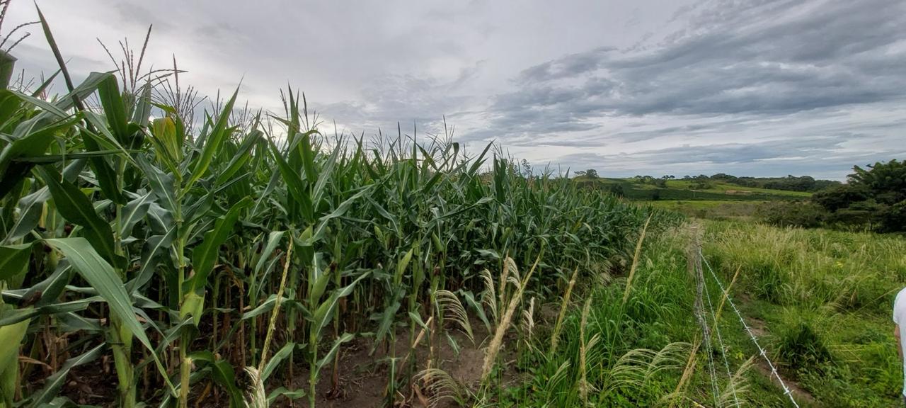 Borda da plantação de milho ao lado de pasto e colinas da fazenda