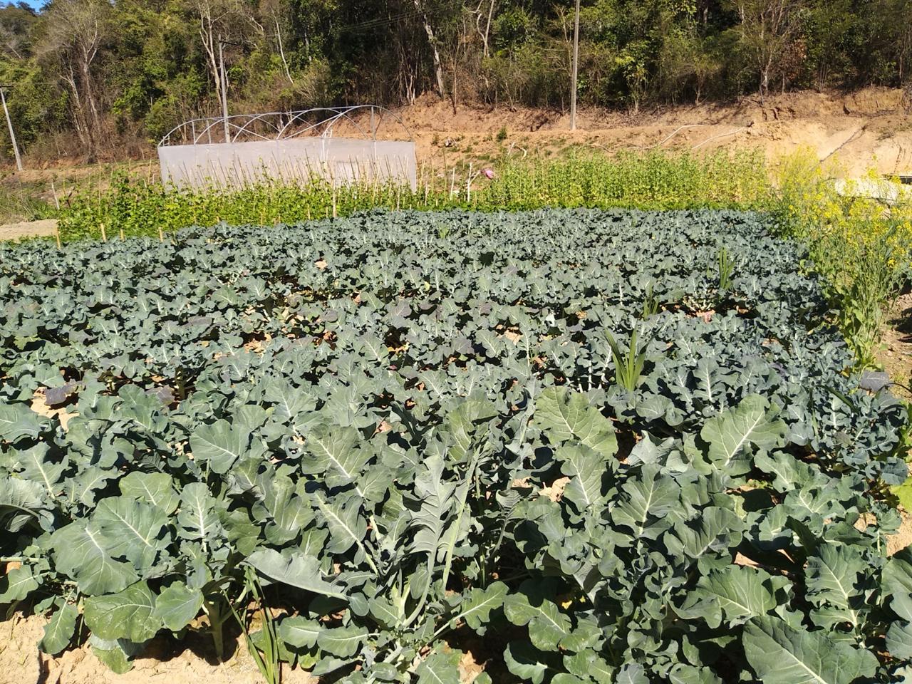 Canteiro de brócolis e couve na horta da fazenda