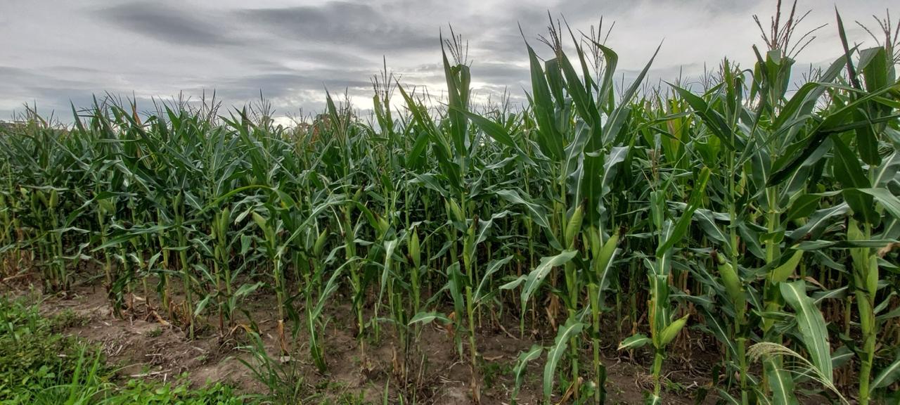 Espigas de milho em desenvolvimento nas fileiras da plantação
