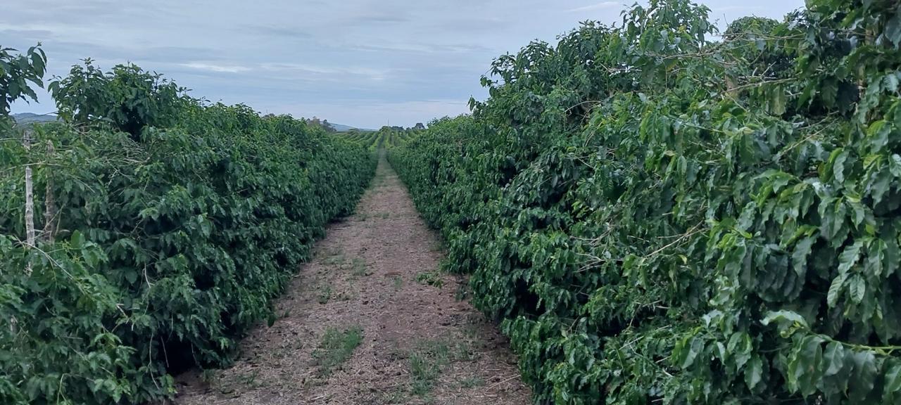 Ruas de café arábica bem formadas na Fazenda Vasconcellos