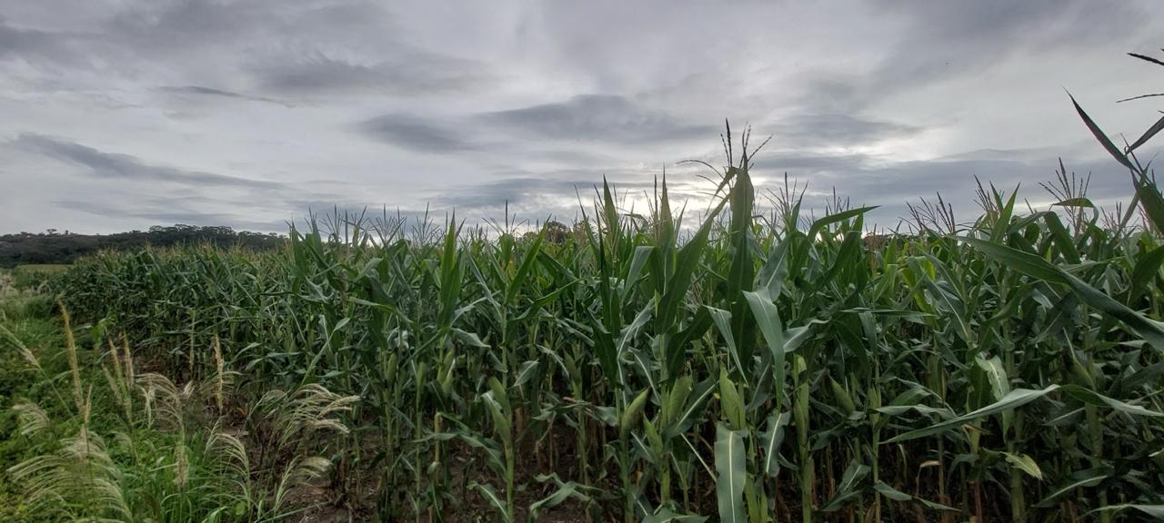Talhão de milho verde da Fazenda Vasconcellos sob céu aberto