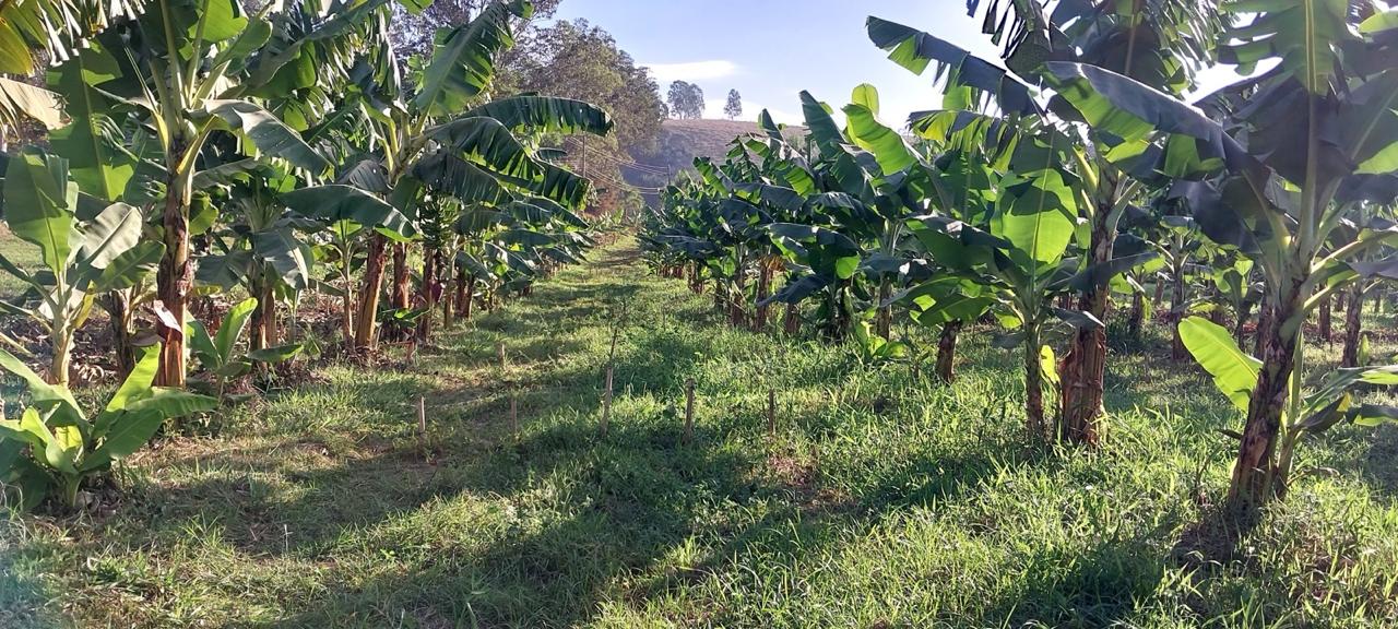 Corredor entre as bananeiras com grama verde ao chão