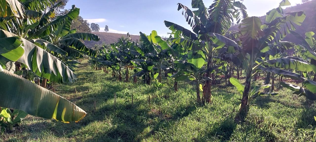 Fileiras de bananeiras em encosta da Fazenda Vasconcellos
